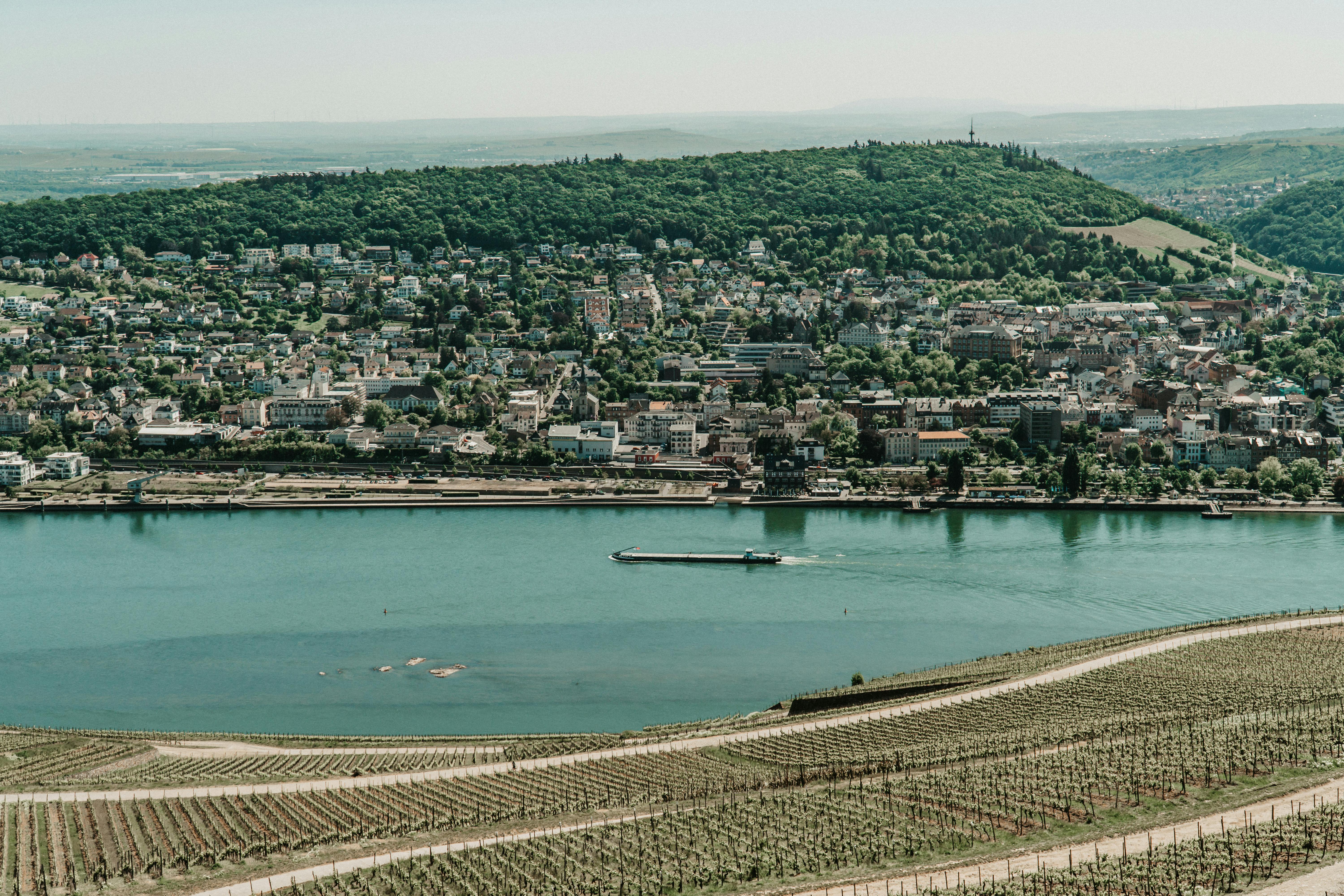 Weinberge bei Bingen